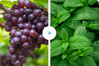 Druif+Mint