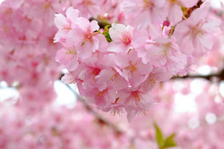 Sakura